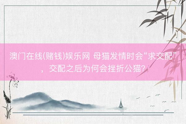 澳门在线(赌钱)娱乐网 母猫发情时会“求交配”，交配之后为何会挫折公猫？